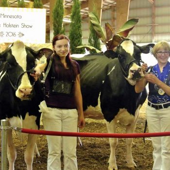 Minnesota State Holstein Show 2016